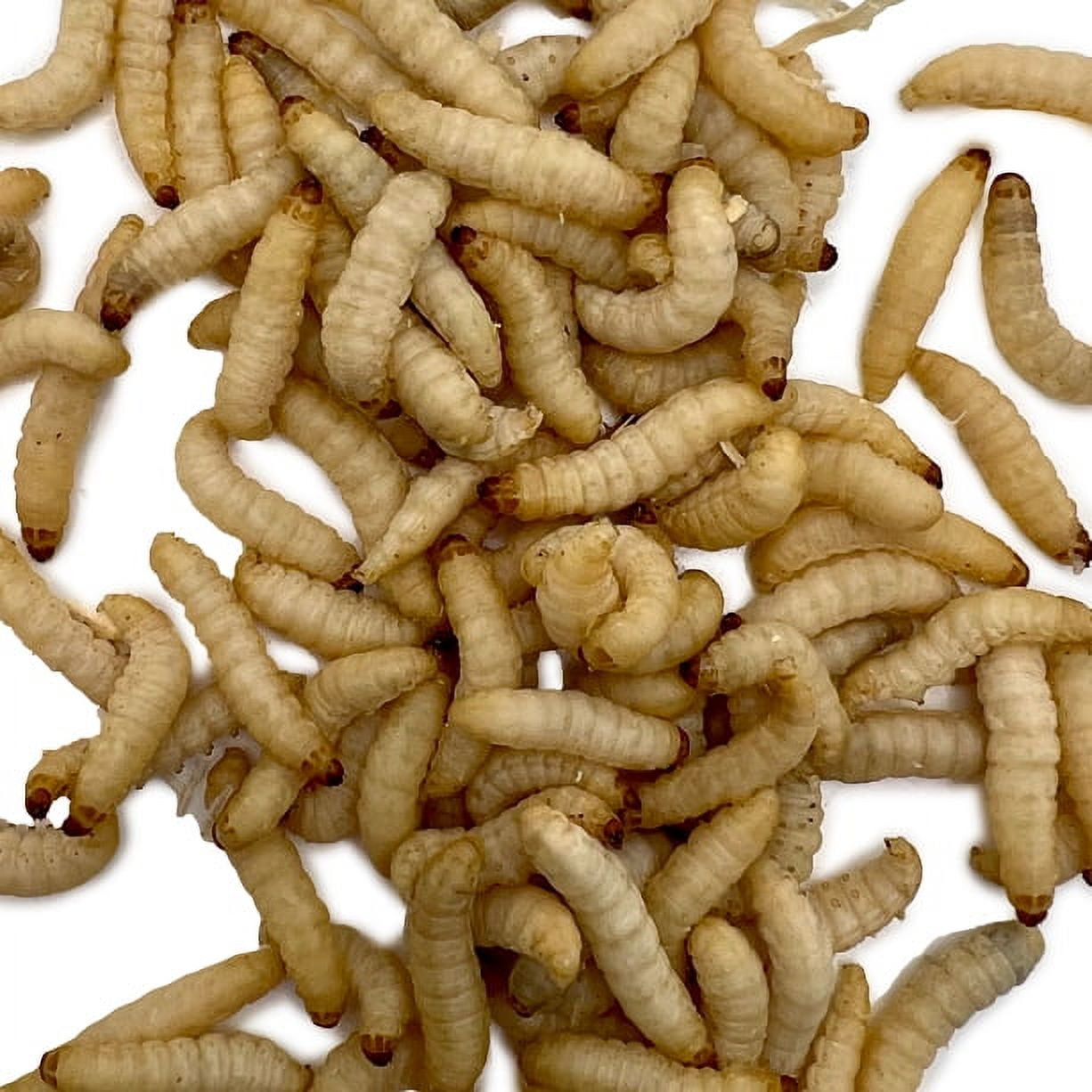 Speedy Worm Live Wax Worms - 1000 Count (4 Cups) / Fishing Bait, Reptile Food, Bird Food, Live Bait / Live Arrival Guarantee