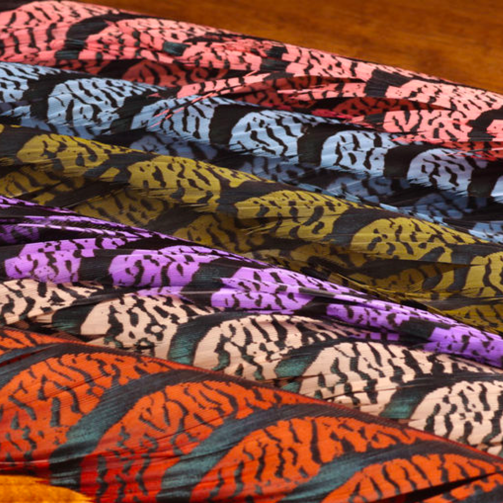 Lady Amherst Center Tail