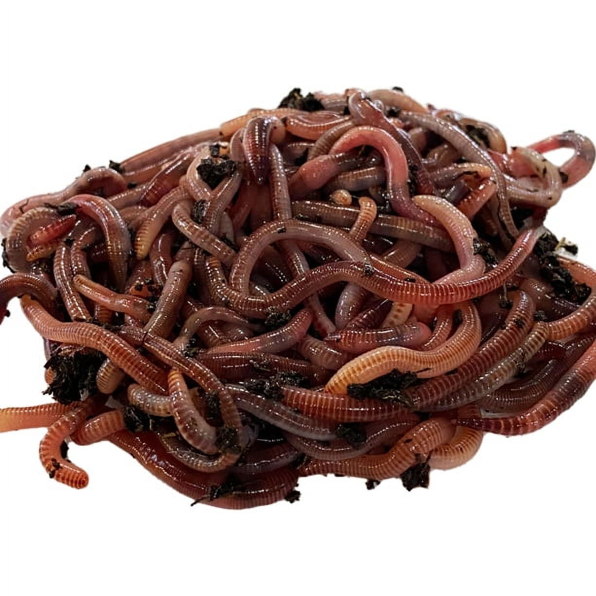 Speedy Worm 500 Count Live European Nightcrawlers - 2'-3' Bait Size Red Worm / Compost Worm, Panfish Worm, Live Bait